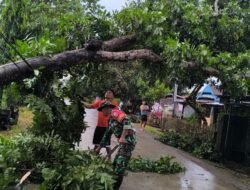 Sigap! Babinsa Gowa Evakuasi Pohon Tumbang yang Menutup Jalur Poros Galesong