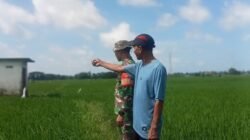 Dukung Ketahanan Pangan Gowa, Babinsa Pallangga Pantau 14,5 Hektar Sawah Poktan Bilaya