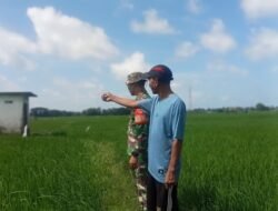 Dukung Ketahanan Pangan Gowa, Babinsa Pallangga Pantau 14,5 Hektar Sawah Poktan Bilaya