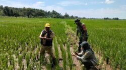 Pastikan Swasembada Pangan, Babinsa Timbuseng Kodim 1409/Gowa Bersama Tim Penyuluh Kawal Luas Tambah Tanam (LTT)