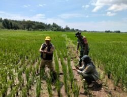 Pastikan Swasembada Pangan, Babinsa Timbuseng Kodim 1409/Gowa Bersama Tim Penyuluh Kawal Luas Tambah Tanam (LTT)