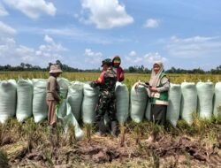 Dukung Ketahanan Pangan, Babinsa Koramil 05 Pallangga Kawal Panen Padi Poktan Baji Ampe