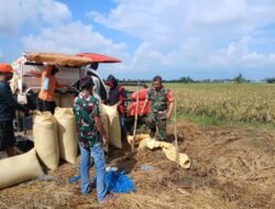 Perkuat Lumbung Pangan Gowa, Babinsa Koramil 1409-05/Pallangga Kawal Panen Raya 20 Hektar Sawah