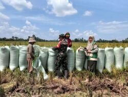Optimalkan Hasil Tani, Babinsa Koramil Pallangga Pastikan Gabah Inpari 32 Terserap Maksimal
