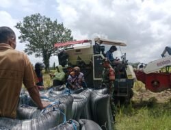 Hasil Panen Berkualitas, Babinsa Desa Pannyangkalang Pantau Kualitas Gabah Poktan Bungung Taesaka