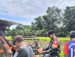 Dukung Ketahanan Pangan, Babinsa Koramil 1409-06/Bajeng Kawal Panen Varietas Ciliwung di Bajeng Barat