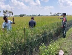 Sinergi TNI dan Petani: Babinsa Koramil mi Kawal LTT Lewat Sumur Bor