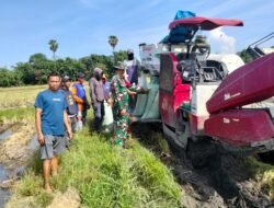 Pastikan Kualitas Unggul, Babinsa Koramil 1409-08/Bontonompo Dampingi Petani Assamaturu Panen Raya