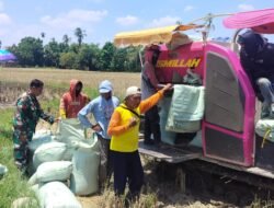 Kawal Ketahanan Pangan, Babinsa Koramil Bajeng Dampingi Panen 8 Ton Padi di Pabbentengan