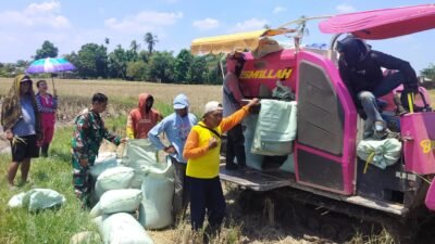 Kawal Ketahanan Pangan, Babinsa Koramil Bajeng Dampingi Panen 8 Ton Padi di Pabbentengan