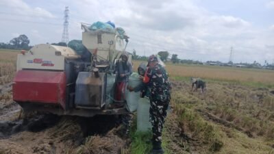 Optimalkan Ketahanan Pangan, Koramil 1409-05/Pallangga Dampingi Penyaluran Hasil Panen Inpari 32