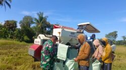 Wujud Kepedulian Pertanian, Babinsa Koramil 1409-06/Bajeng Pantau Langsung Penyerapan GKP di Kabupaten Gowa