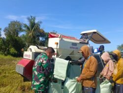 Wujud Kepedulian Pertanian, Babinsa Koramil 1409-06/Bajeng Pantau Langsung Penyerapan GKP di Kabupaten Gowa