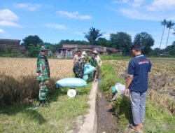 Kawal Ketahanan Pangan, Koramil 1409-05/Pallangga Pantau Hasil Panen Poktan Moncong-Moncong