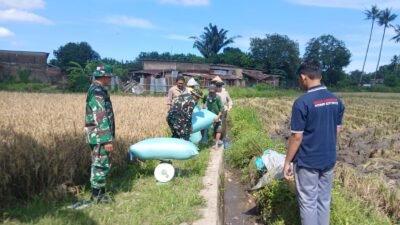 Kawal Ketahanan Pangan, Koramil 1409-05/Pallangga Pantau Hasil Panen Poktan Moncong-Moncong