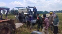 Pastikan Stok Pangan Mandiri, Babinsa Koramil 06/Bajeng Pantau Langsung Serap GKP di Desa Pabbentengan