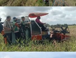 Pastikan Stok Pangan Aman, Danramil 1409-06/Bajeng Kawal Panen Raya Poktan Juluero