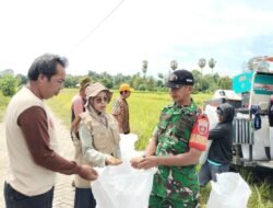 Aksi Nyata di Sawah, Babinsa Koramil 08/Bontonompo Pantau Langsung Hasil Panen Inpari 32 di Gowa