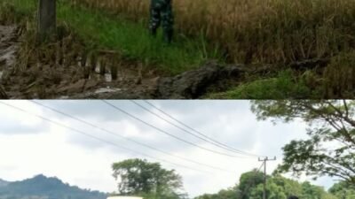 Kawal Ketahanan Pangan, Babinsa Koramil 1409-03/Bontomarannu Dampingi Panen 4,2 Ton Padi di Pattallasang