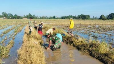 Perlancar Aliran Air ke Sawah, Babinsa Kodim 1409/Gowa dan Warga Kalebarembeng Gotong Royong Benahi Infrastruktur Pertanian
