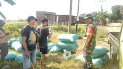 Pastikan Stok Pangan Aman, Babinsa Koramil 01 Somba Opu Kodim 1409/Gowa Kawal Penyerapan Gabah ke Mitra Bulog