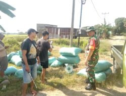 Pastikan Stok Pangan Aman, Babinsa Koramil 01 Somba Opu Kodim 1409/Gowa Kawal Penyerapan Gabah ke Mitra Bulog