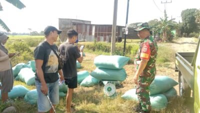 Pastikan Stok Pangan Aman, Babinsa Koramil 01 Somba Opu Kodim 1409/Gowa Kawal Penyerapan Gabah ke Mitra Bulog