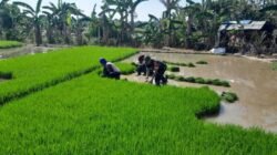 Turun ke Sawah, Babinsa Kodim 1409/Gowa Pastikan Percepatan Masa Tanam di Kelurahan Tamarunang
