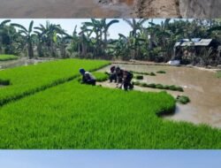 Turun ke Sawah, Babinsa Kodim 1409/Gowa Pastikan Percepatan Masa Tanam di Kelurahan Tamarunang