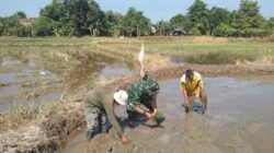 Aksi Nyata Ketahanan Pangan, Babinsa Pallangga Kodim 1409/Gowa Turun ke Sawah Bantu Petani Tanam Padi Inpari