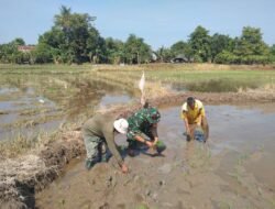 Aksi Nyata Ketahanan Pangan, Babinsa Pallangga Kodim 1409/Gowa Turun ke Sawah Bantu Petani Tanam Padi Inpari