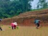 Dukung Swasembada Pangan, Babinsa Koramil Tinggimoncong Kodim 1409/Gowa Turun Sawah Dampingi Petani Biroro