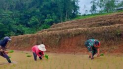 Dukung Swasembada Pangan, Babinsa Koramil Tinggimoncong Kodim 1409/Gowa Turun Sawah Dampingi Petani Biroro