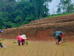 Dukung Swasembada Pangan, Babinsa Koramil Tinggimoncong Kodim 1409/Gowa Turun Sawah Dampingi Petani Biroro