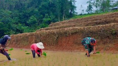 Dukung Swasembada Pangan, Babinsa Koramil Tinggimoncong Kodim 1409/Gowa Turun Sawah Dampingi Petani Biroro