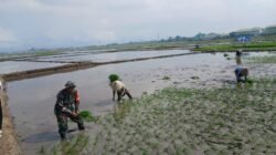 Genjot Ketahanan Pangan, Babinsa Koramil Pallangga Kodim 1409/Gowa Dampingi Petani Tanam Padi di Kelurahan Tetebatu