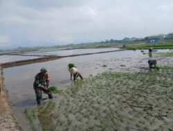 Genjot Ketahanan Pangan, Babinsa Koramil Pallangga Kodim 1409/Gowa Dampingi Petani Tanam Padi di Kelurahan Tetebatu