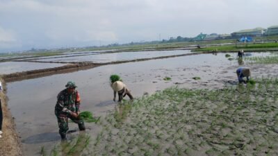 Genjot Ketahanan Pangan, Babinsa Koramil Pallangga Kodim 1409/Gowa Dampingi Petani Tanam Padi di Kelurahan Tetebatu