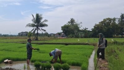 Kawal Swasembada Pangan, Babinsa Koramil 08/Bontonompo Pantau Proses LTT di Desa Baremben