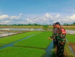 Motivasi Petani di Bontonompo: Aksi Nyata Babinsa Kodim 1409/Gowa dalam Perawatan Padi Nasional
