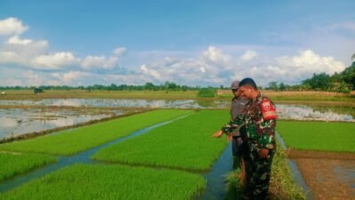 Motivasi Petani di Bontonompo: Aksi Nyata Babinsa Kodim 1409/Gowa dalam Perawatan Padi Nasional