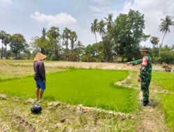 Kawal Luas Tambah Tanam, Babinsa Kodim 1409/Gowa Pantau Perawatan Padi Inpari 42 dan Ciliwung di Bontonompo