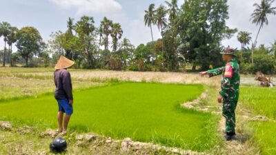 Kawal Luas Tambah Tanam, Babinsa Kodim 1409/Gowa Pantau Perawatan Padi Inpari 42 dan Ciliwung di Bontonompo