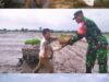 Dukung Program Nasional, Babinsa Kodim 1409/Gowa Terjun Langsung Tanam Padi di Dusun Bonto Bila