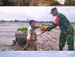 Dukung Program Nasional, Babinsa Kodim 1409/Gowa Terjun Langsung Tanam Padi di Dusun Bonto Bila