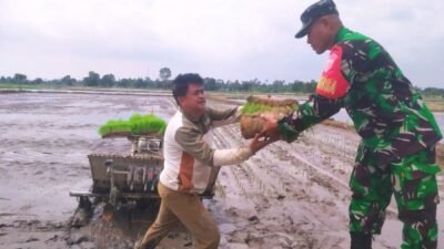 Dukung Program Nasional, Babinsa Kodim 1409/Gowa Terjun Langsung Tanam Padi di Dusun Bonto Bila