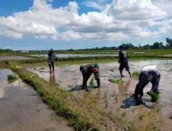 Dukung Swasembada Pangan, Babinsa Pallangga Kodim 1409/Gowa Terjun ke Sawah Dampingi Poktan Minasatene