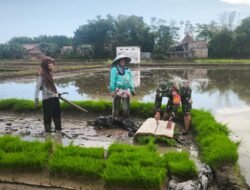 Kemanunggalan TNI-Rakyat: Babinsa Kodim 1409/Gowa Pastikan Masa Tanam di Barombong Berjalan Lancar