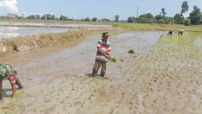 Genjot Ketahanan Pangan, Babinsa Koramil Bajeng Motivasi dan Dampingi Petani Desa Bontosunggu Perluas LTT