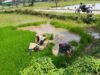 Dukung Swasembada Pangan, Babinsa Kodim 1409/Gowa Terjun ke Sawah Cabut Bibit Padi